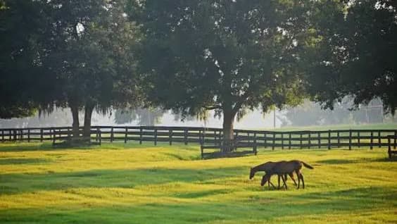 Home Inspection on an Ocala Horse Farm: What Acreage Adds to the Report